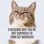 cat with big whiskers