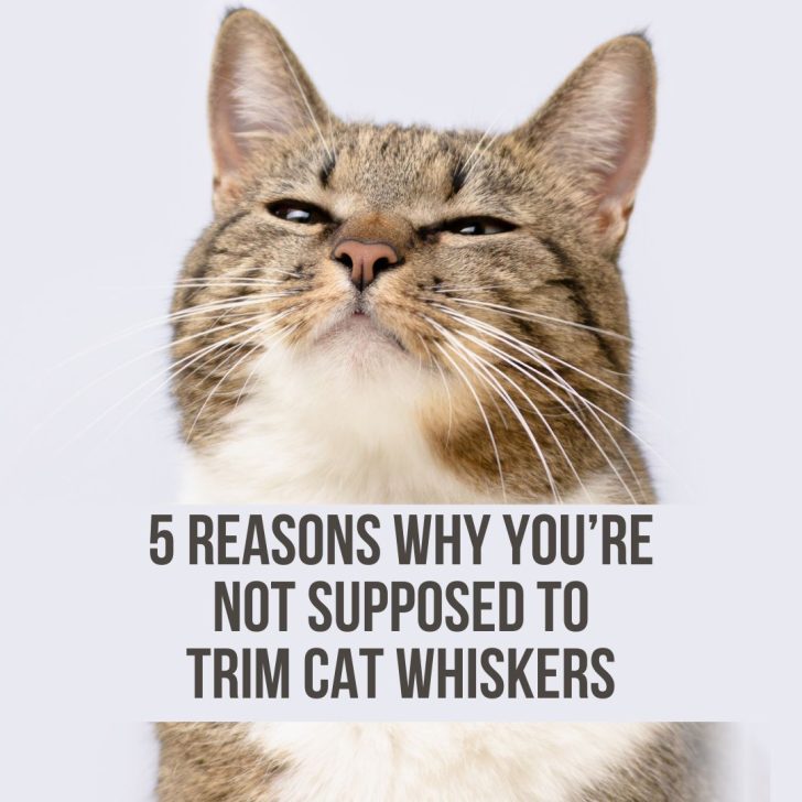 Why Are Cats Born With Their Eyes Closed renal-diet-for-cats-renal-diet-for-cats-effective-natural-remedies