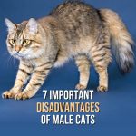 disadvantages of male cats