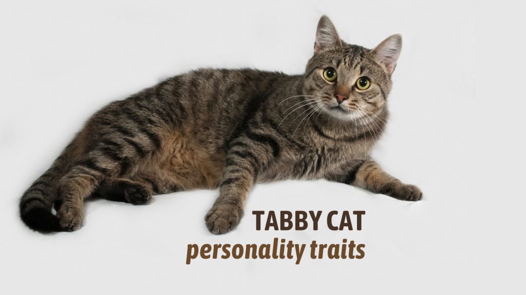 7 Interesting Tabby Cat Personality Traits
