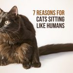brown cat sitting like human