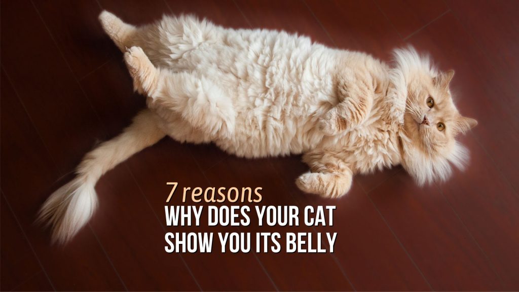 cat lying on its back