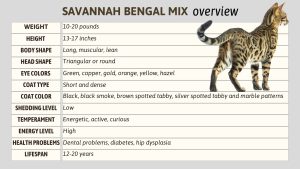 A Guide To The Fascinating Savannah Bengal Mix Cat