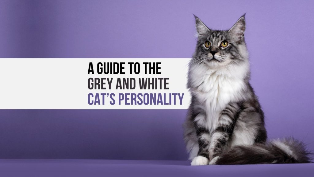grey and white cat's personality