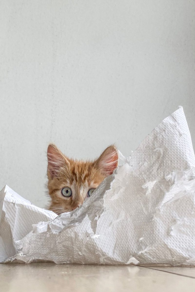 7 Reasons Why Do Cats Like To Lay On Paper