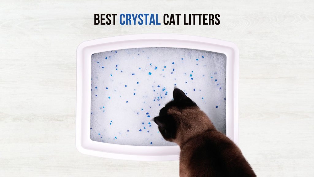 7 Best Crystal Cat Litters To Keep Your Home OdorFree