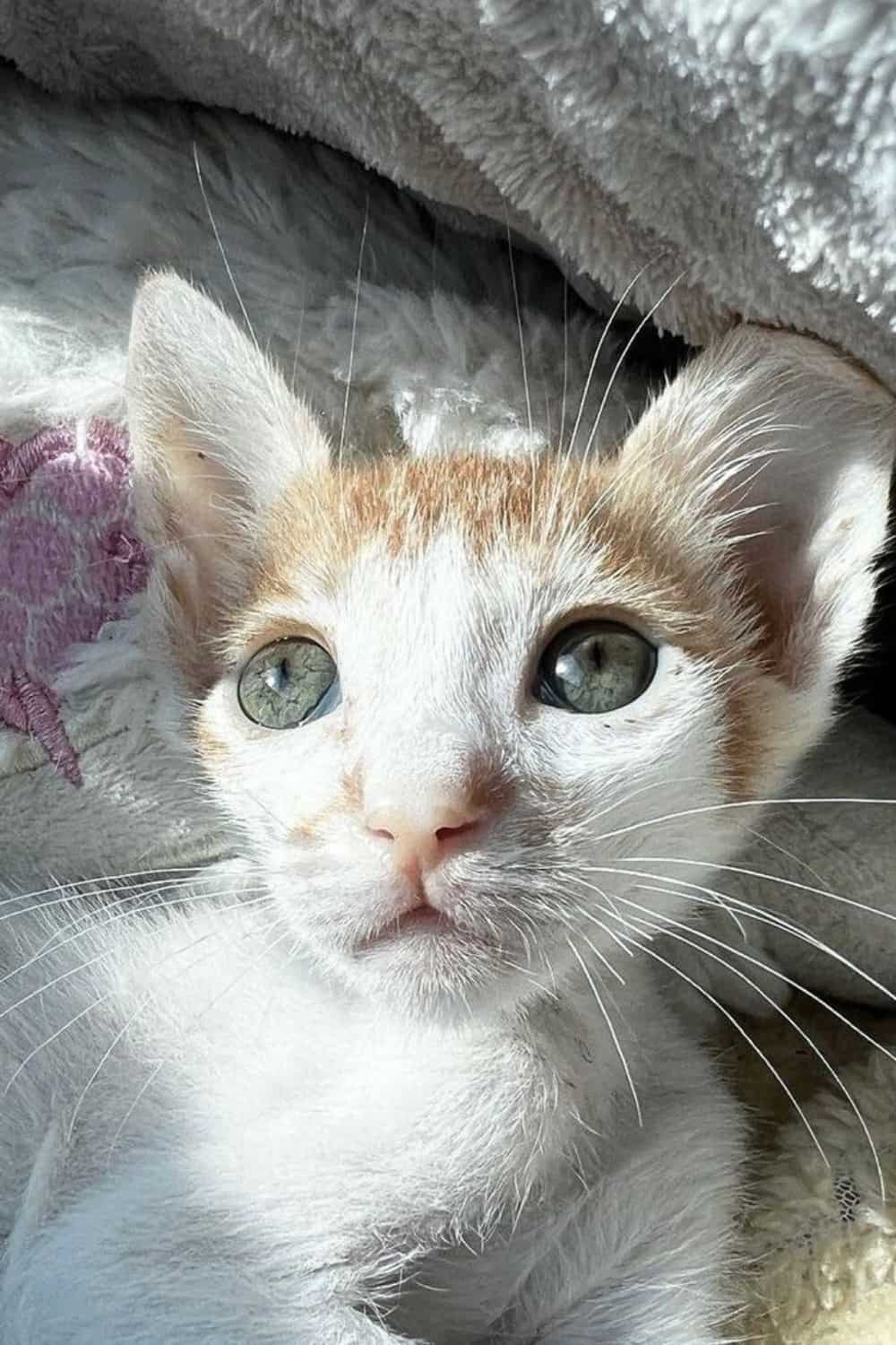 7 Reasons For A Pale Nose On Cat And Tips On How To Help