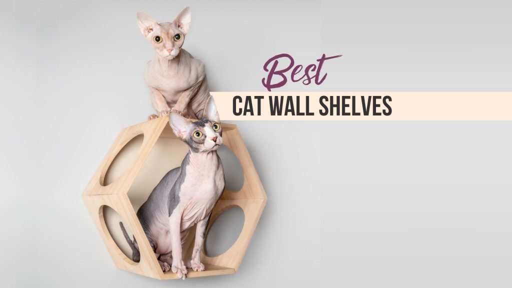two sphynx cats sitting on a shelf