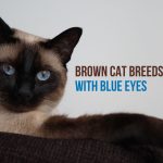 cat with blue eyes