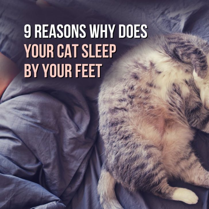 What Is A Newborn Kitten Survival Rate Without Mother?