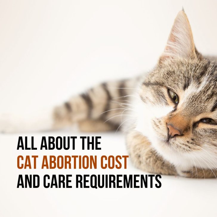 What Is A Newborn Kitten Survival Rate Without Mother?