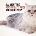 Cute Persian cat