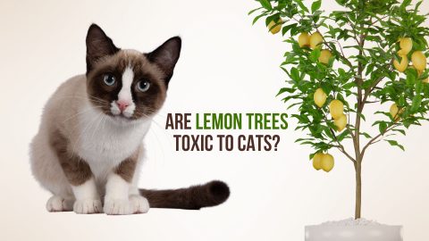 Are Lemon Trees Toxic To Cats?