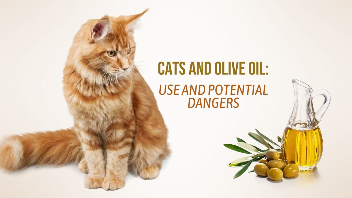 A closer look at Cat Mange And Flea Treatment Using Olive Oil