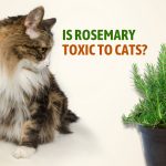 is rosemary toxic to cats