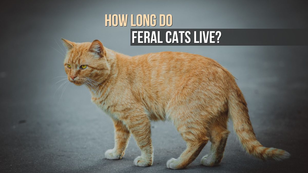 Cat Breeds Better With Cats cat-breeds-better-with-cats