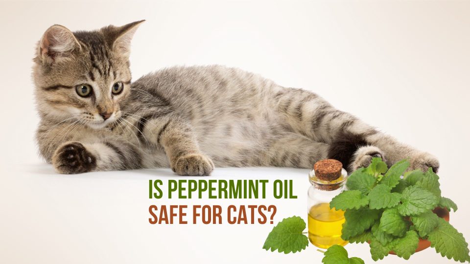 A closer look at Peppermint Essential Oil Flea Treatment For Cats