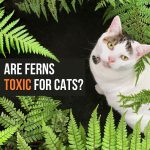 are ferns toxic to cats
