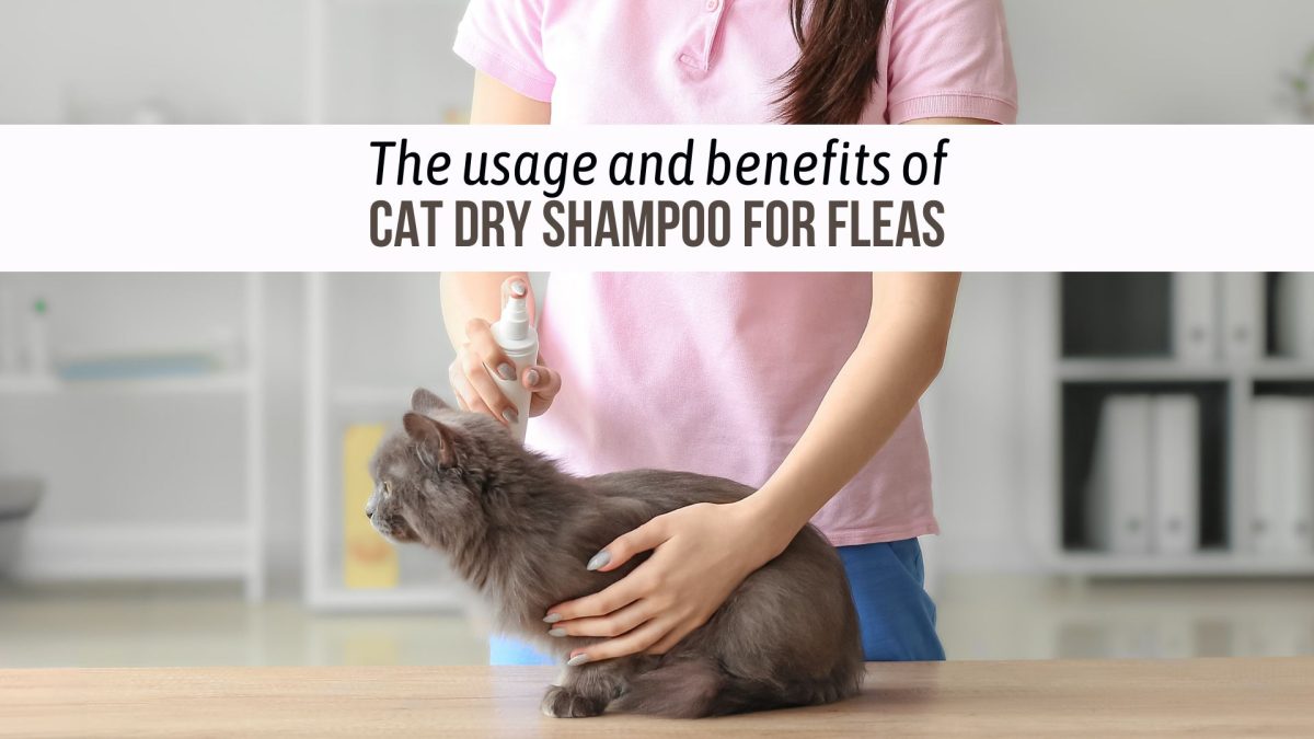 View of The Usage And Benefits Of Cat Dry Shampoo For Fleas