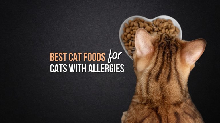 9 Best Cat Foods For Cats With Allergies - Cat Food Ingredients To Avoid For Allergies