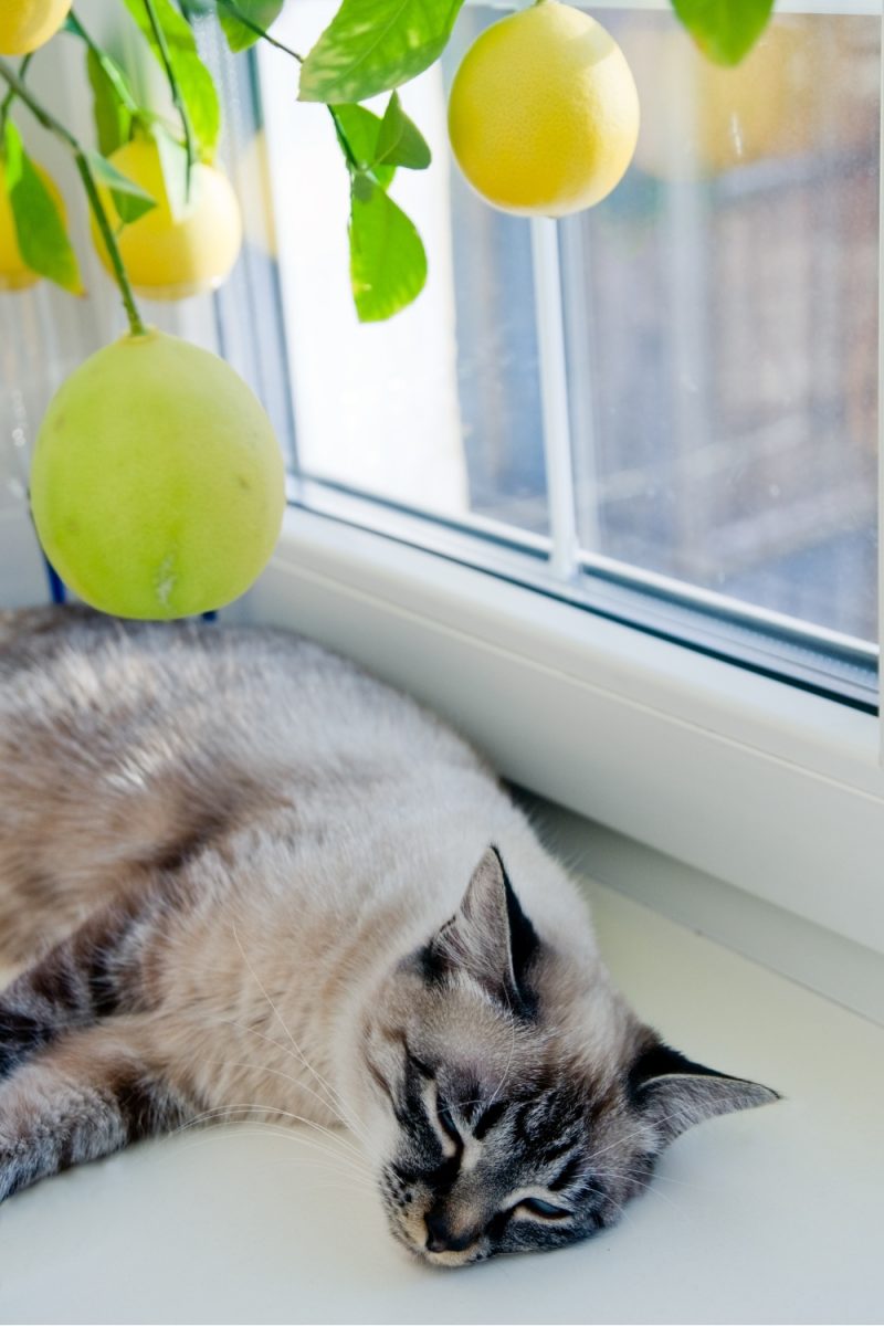 Are Lemon Trees Toxic To Cats?