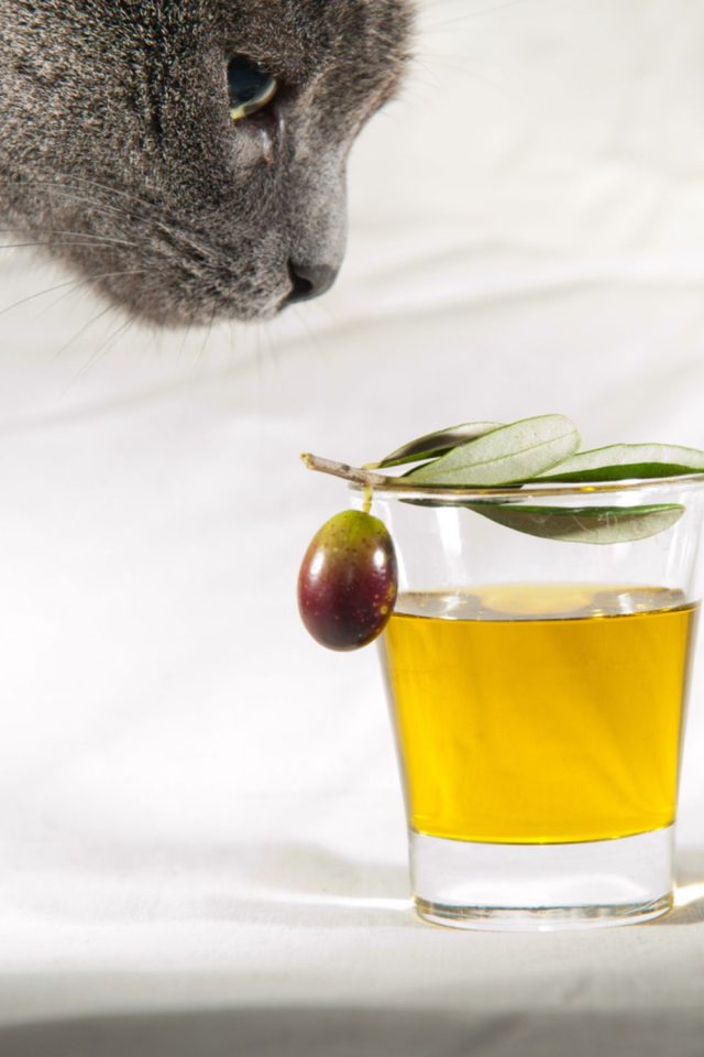 View of Cats And Olive Oil: Use And Potential Dangers