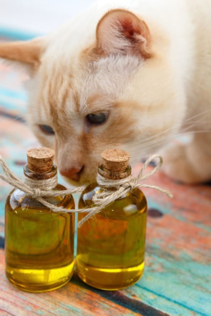 Cats And Olive Oil: Use And Potential Dangers - Cat Mange And Flea Treatment Using Olive Oil