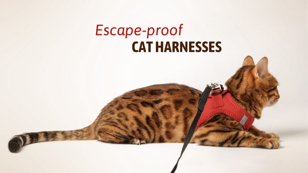 a cat with escape proof harness