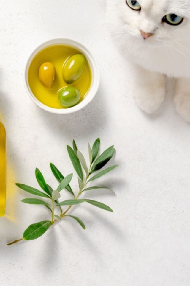 A closer look at Cat Mange And Flea Treatment Using Olive Oil