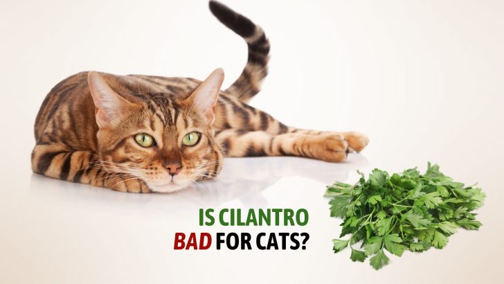 The Revelation Of The Issue Is Cilantro Bad For Cats