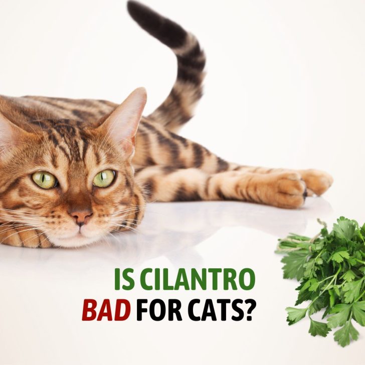 What Is A Newborn Kitten Survival Rate Without Mother?